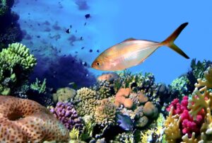 שוניות האלמוגים באילת מראות סימני התאוששות